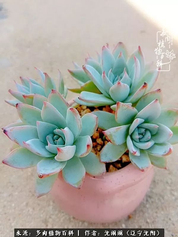 心若向阳无惧晴天,心若向阳不畏风雨