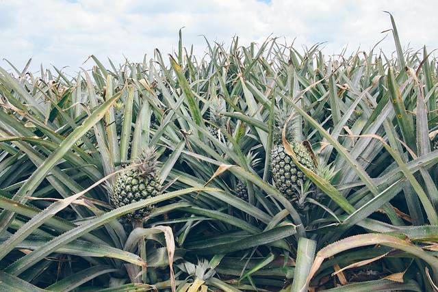 大陆之南,粤西越美,被旅行者忽略的处女地——雷州半岛