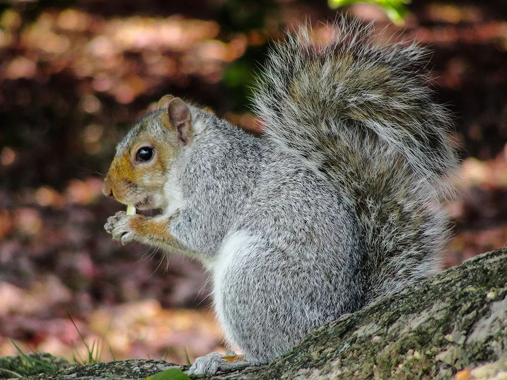铂尔曼度假酒店长白山游玩攻略,长白山铂尔曼度假酒店暑假