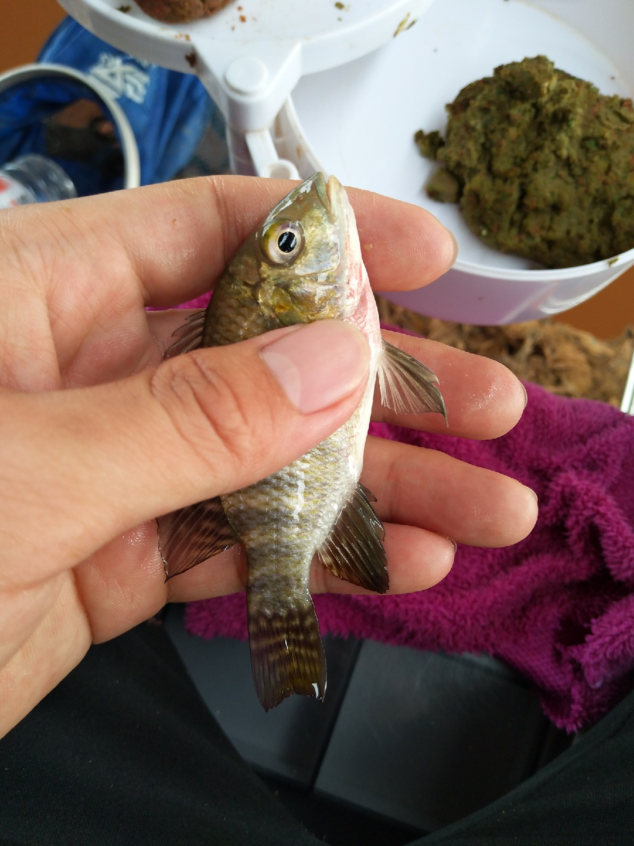 一不小心成坑冠，奈何狂拉还是败给网工...