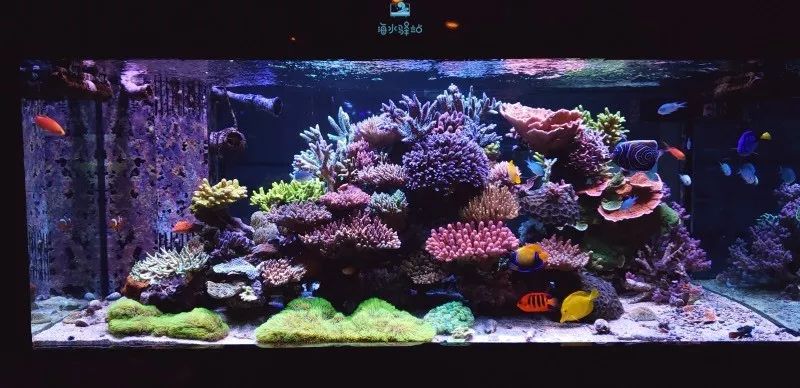 2019年我大学毕业后在日本开个海水店