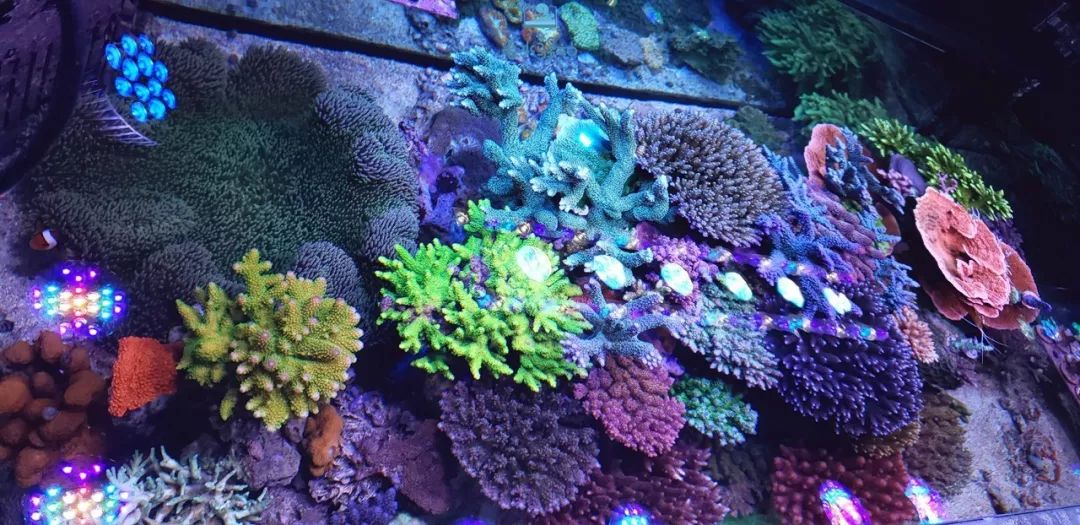 2019年我大学毕业后在日本开个海水店