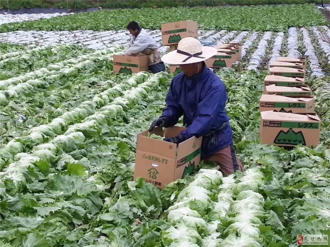 日本最精致农业在哪里,日本农业的精耕