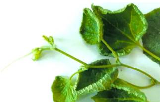 各种药害果实的表现,调节剂药害的症状及解决方法