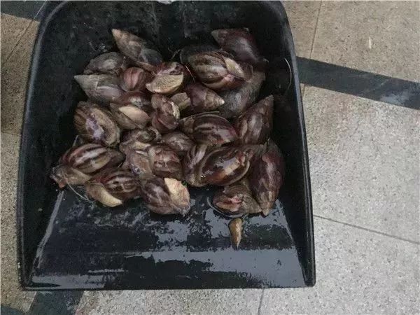 雨后大蜗牛携带传染病,蜗牛携带结核杆菌