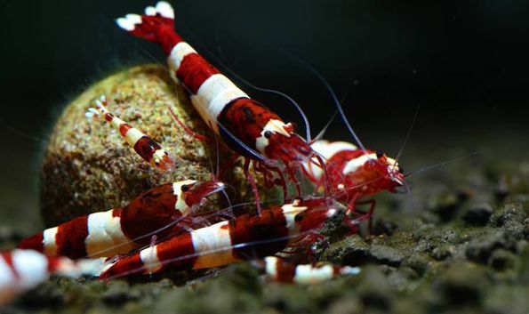 草缸观赏虾品种与养殖,观赏虾哪种在草缸里最好看