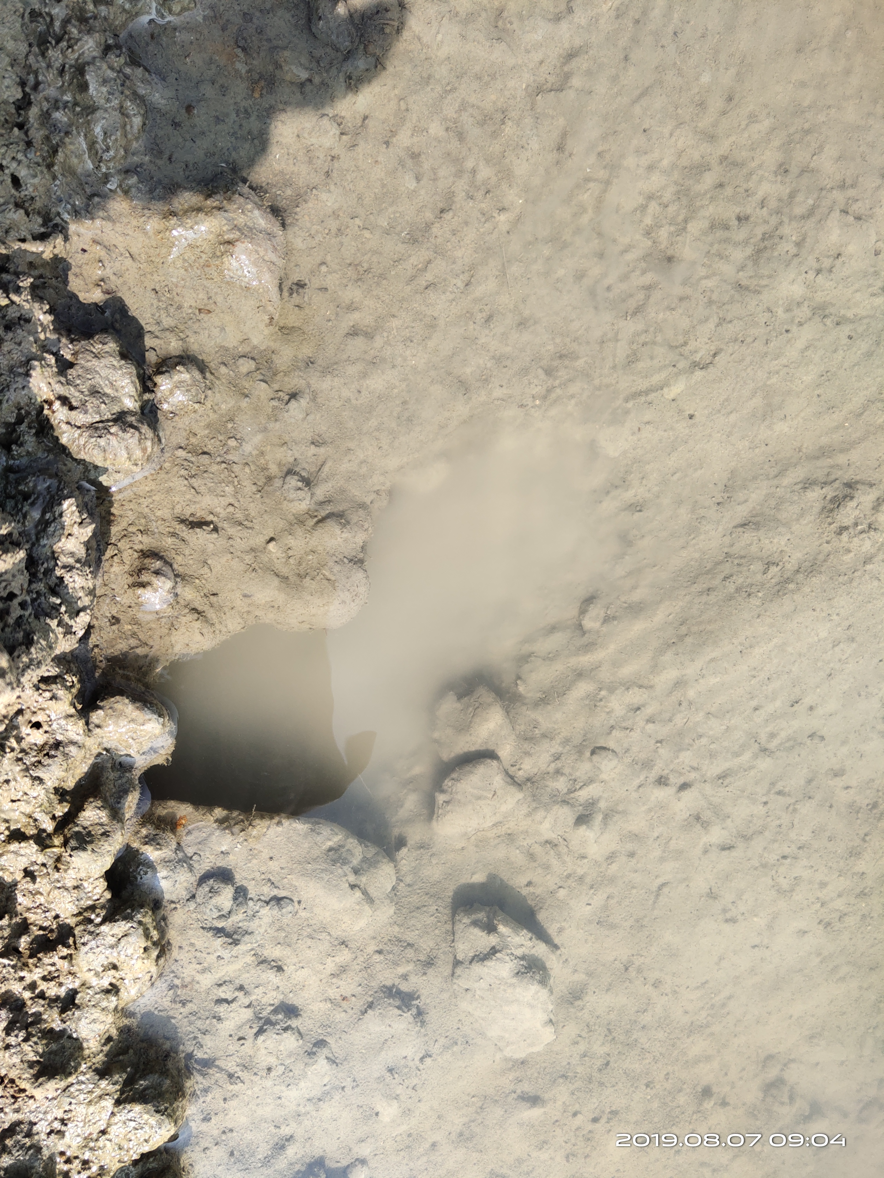 钓螃蟹专用神器钢丝球,钓螃蟹专用神器25元的