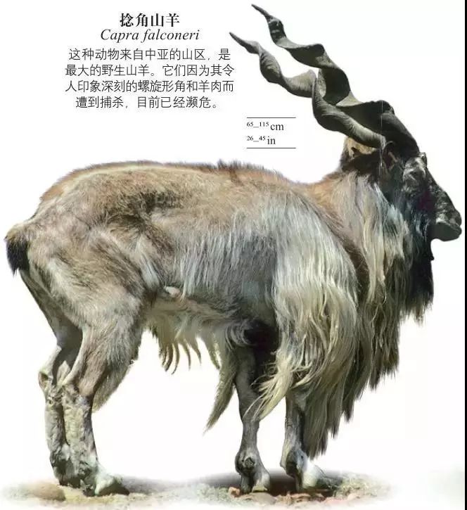 dk博物大百科有没有必要买,dk博物大百科火爆