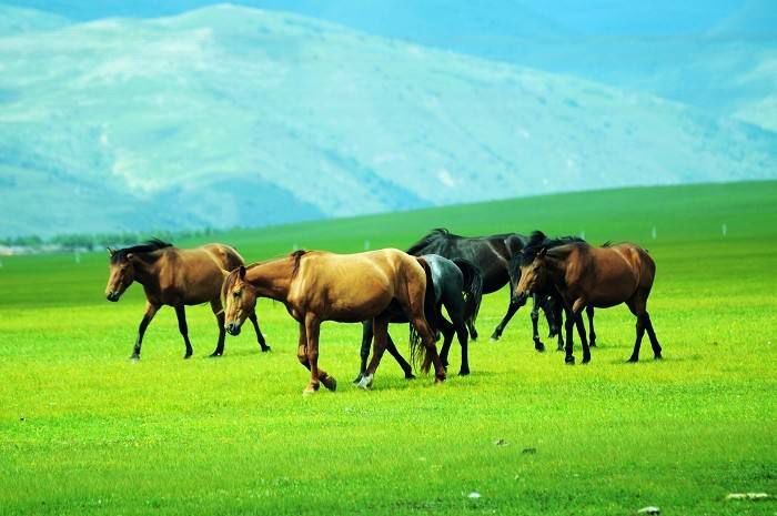 科尔沁传奇,科尔沁大草原的传奇