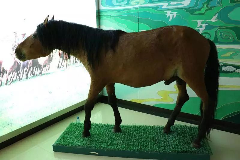 科尔沁传奇,科尔沁大草原的传奇