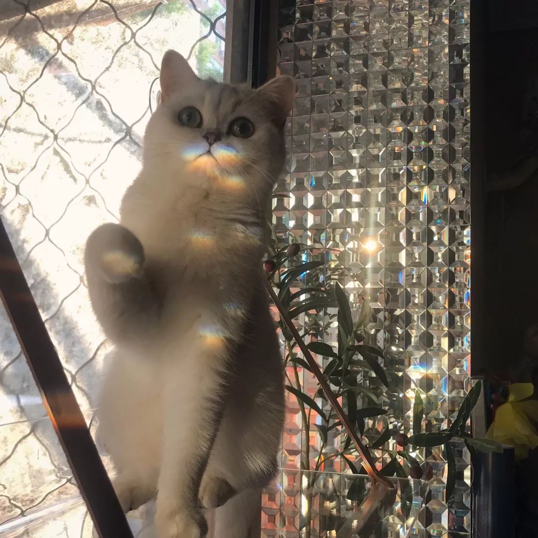 猫知道想主人吗,猫知道下雨下雪