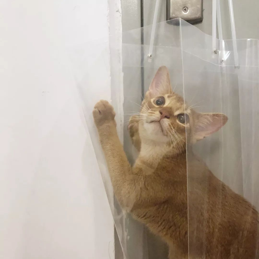 猫知道想主人吗,猫知道下雨下雪