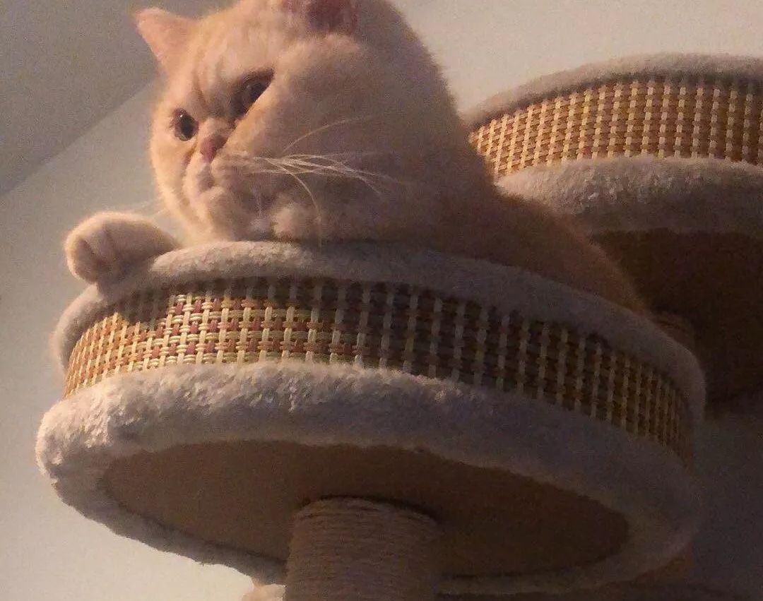 猫知道想主人吗,猫知道下雨下雪