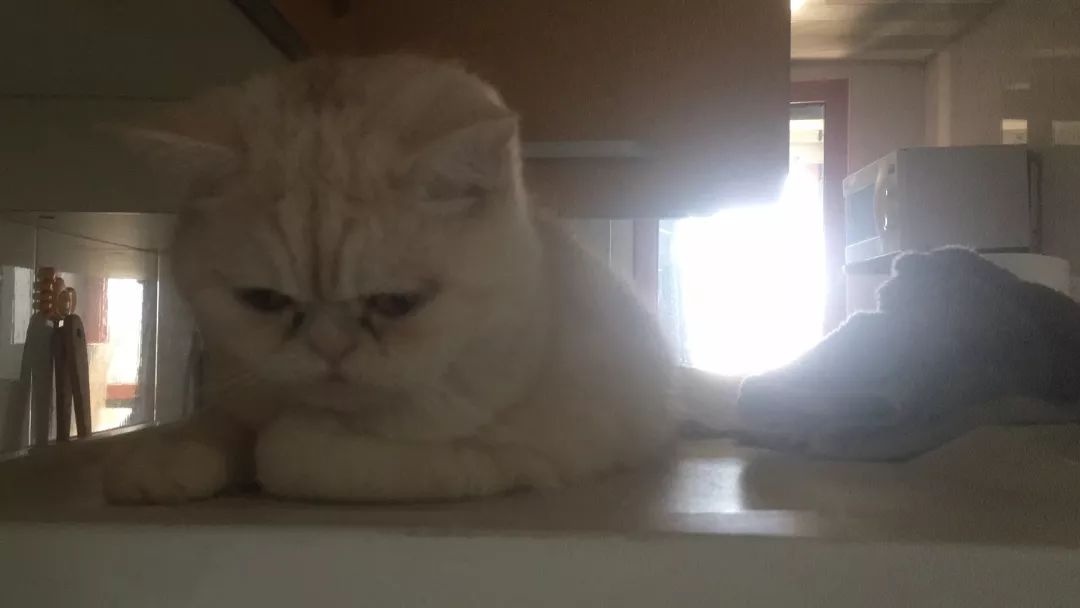 猫知道想主人吗,猫知道下雨下雪