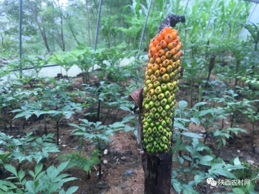 安康岚皋富硒魔芋,岚皋的魔芋产品