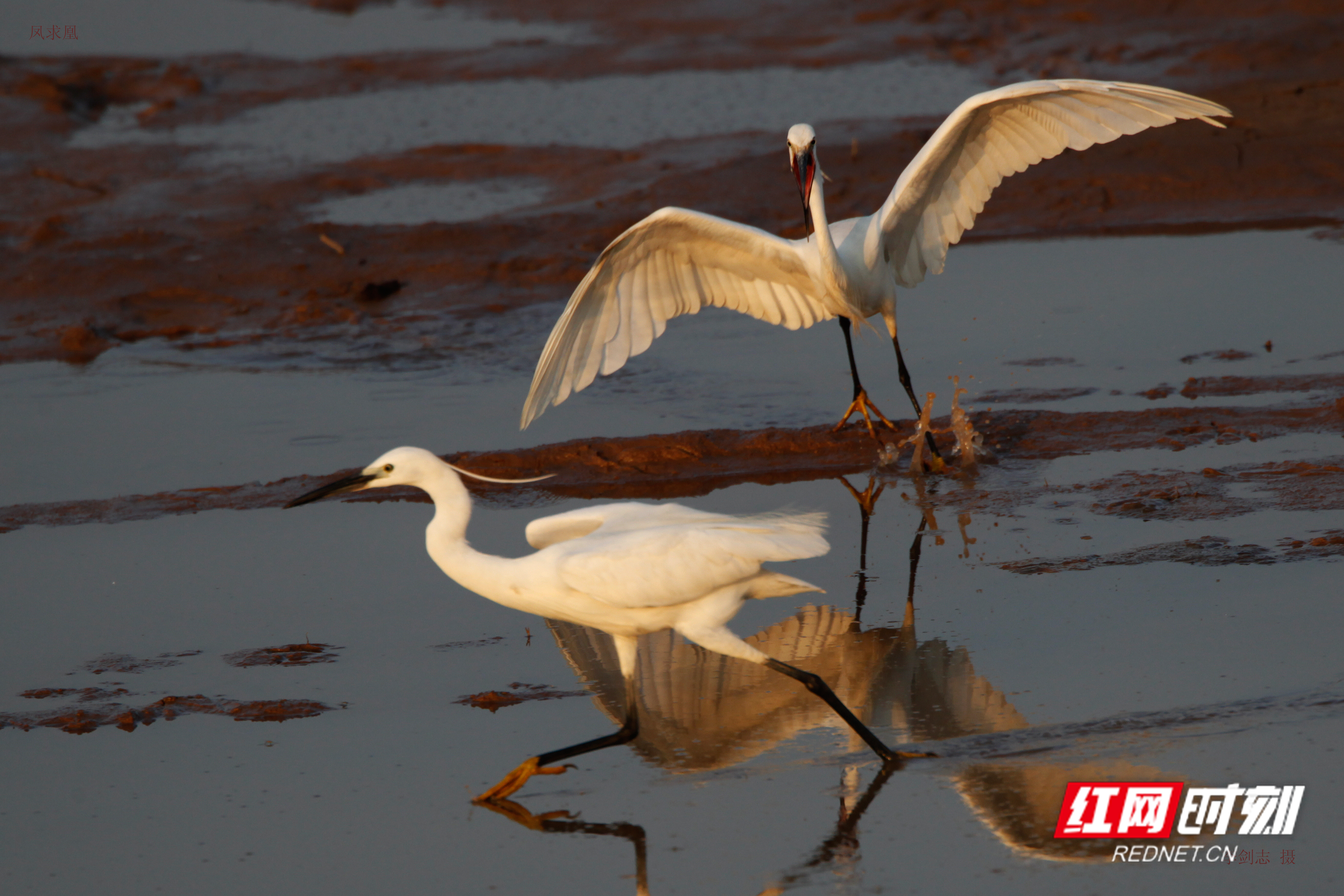益周美景｜益阳的天然“氧吧”在哪里？沅江南洞庭湖湿地告诉你答案