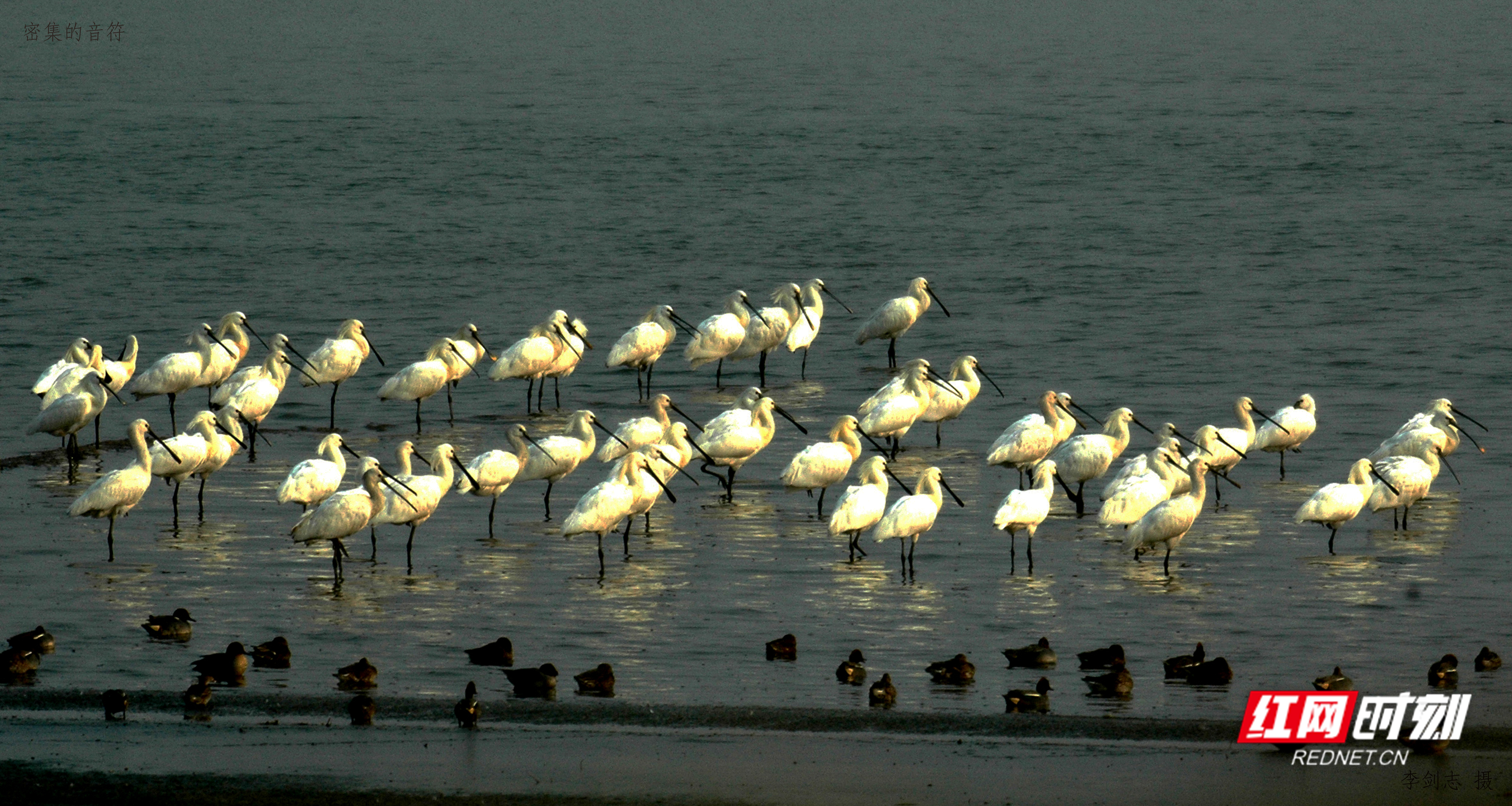益周美景｜益阳的天然“氧吧”在哪里？沅江南洞庭湖湿地告诉你答案