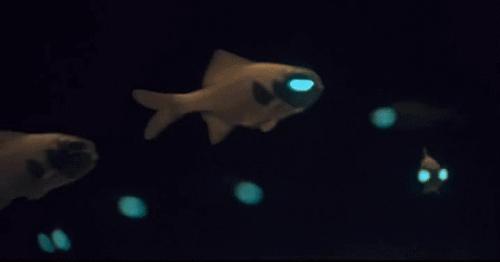 世界上长得像外星人的海洋生物,外星海洋生物图片