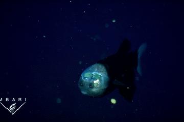 世界上长得像外星人的海洋生物,外星海洋生物图片