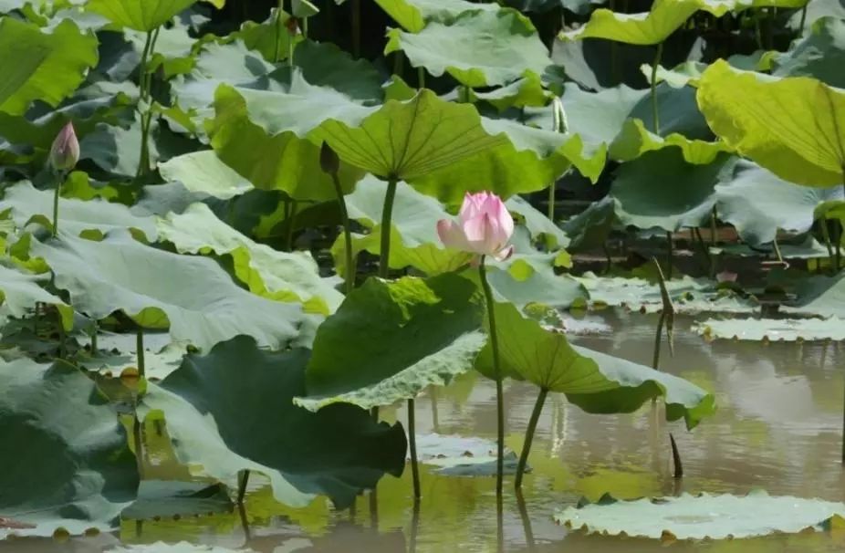 红绿蓝颜色寓意,红绿蓝的色相