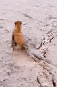 狗狗舌头的秘密居然有7个,汪星人有哪些秘密