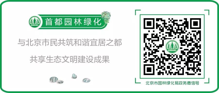 庆丰公园里的“活*物文**”文槐：将情怀刻在了骨子里