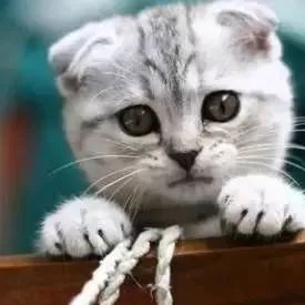 交通广播主持人播音早高峰,交通广播主持人工作