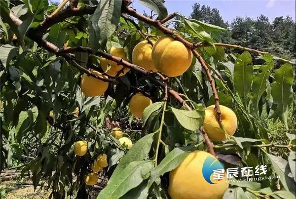 绿水青山盘火宁乡避暑经济