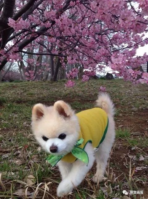 博美犬俊介君,日本博美犬俊介君