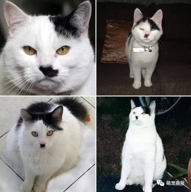 你家有没有这样一只带着小胡子的奶牛猫？