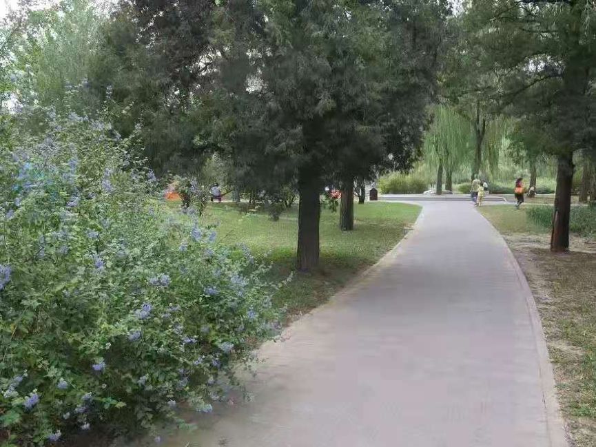 招蜂引蝶的小花园,最容易吸引蝴蝶的植物