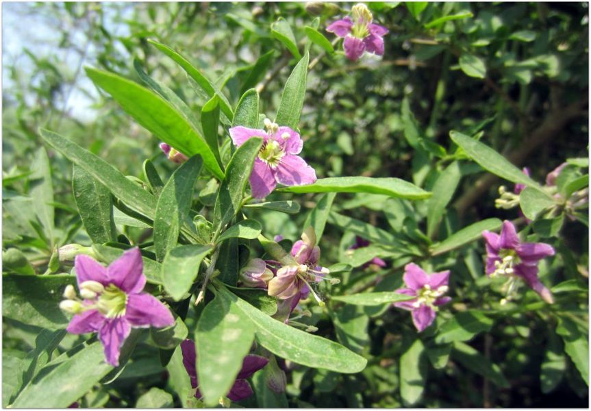 招蜂引蝶的小花园,最容易吸引蝴蝶的植物