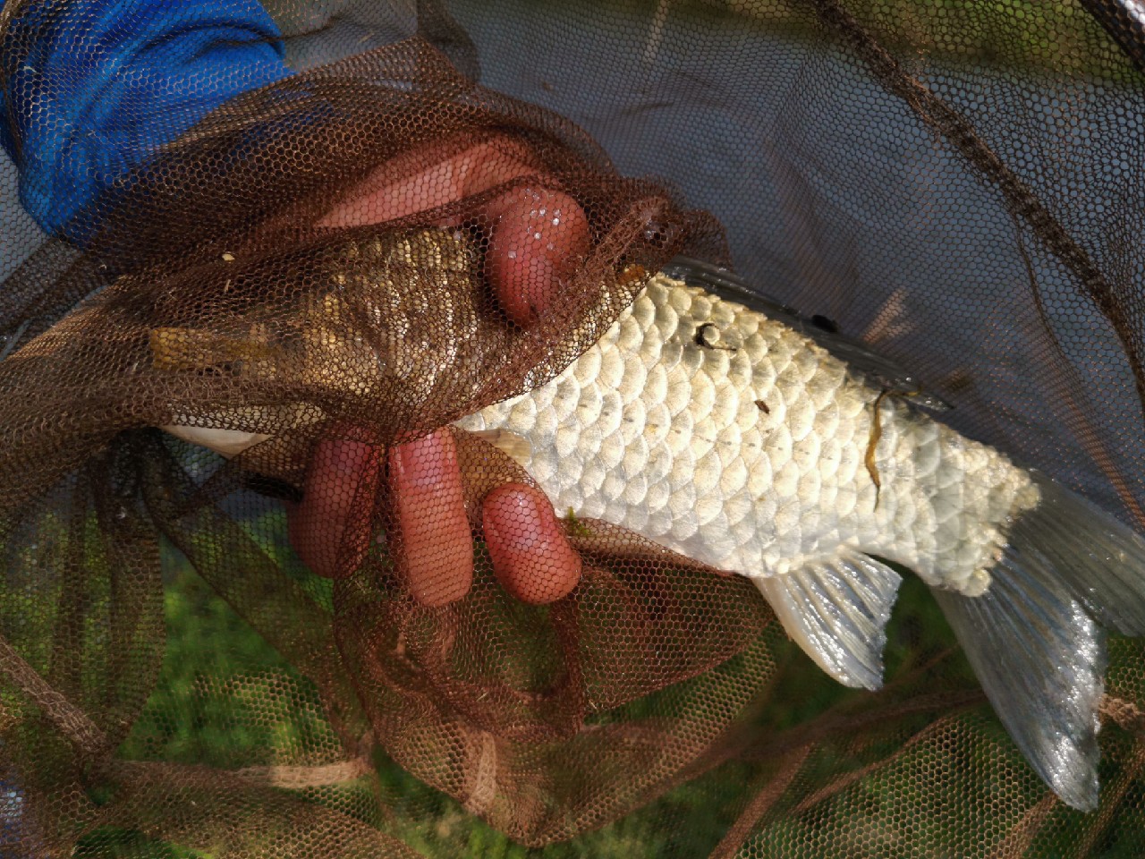 野河大板鲫钓着过瘾还好吃,野河大板鲫喜欢吃什么样的饵料