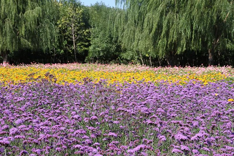 包头花海景点,包头花海美景