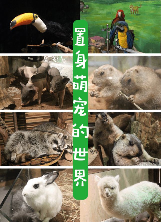 平湖免费景点推荐一下,平湖周边最近的动物园