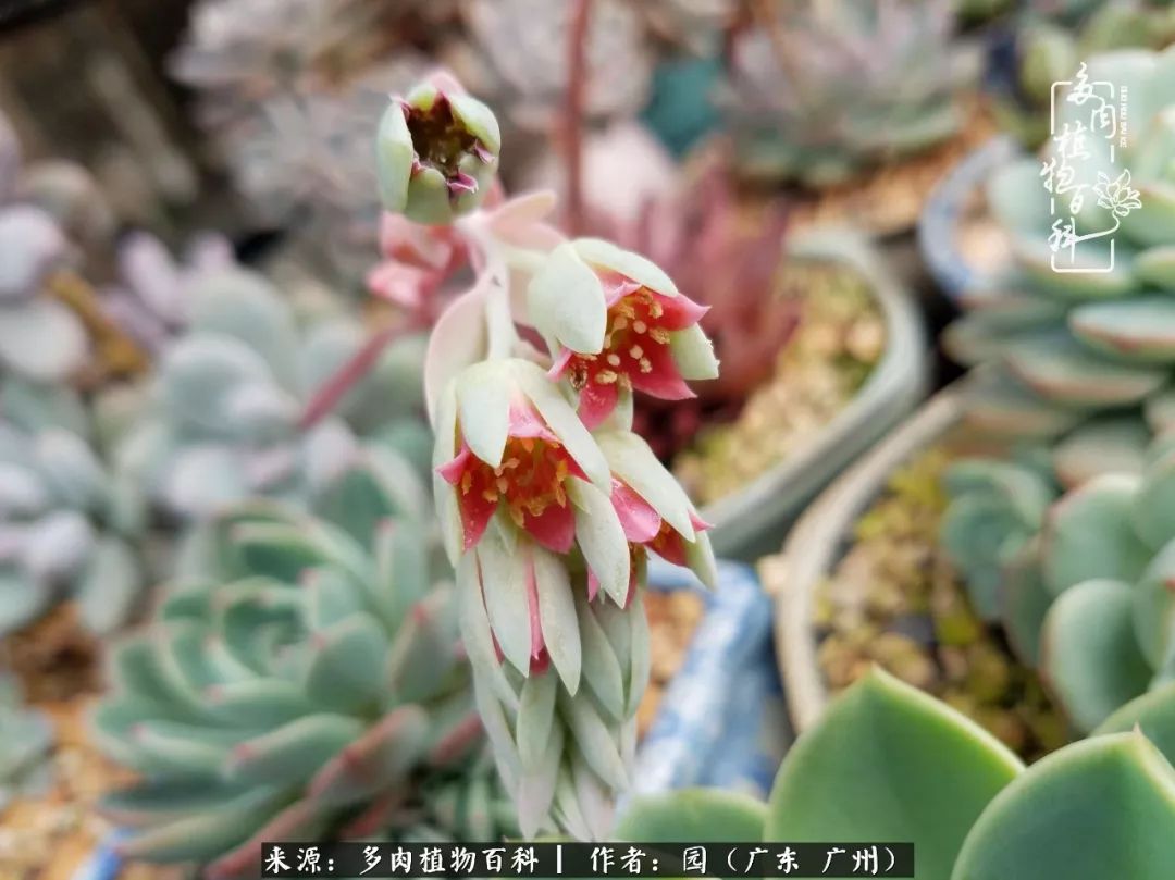 多肉粉色仙人球开花图片,开花最好看的多肉仙人球