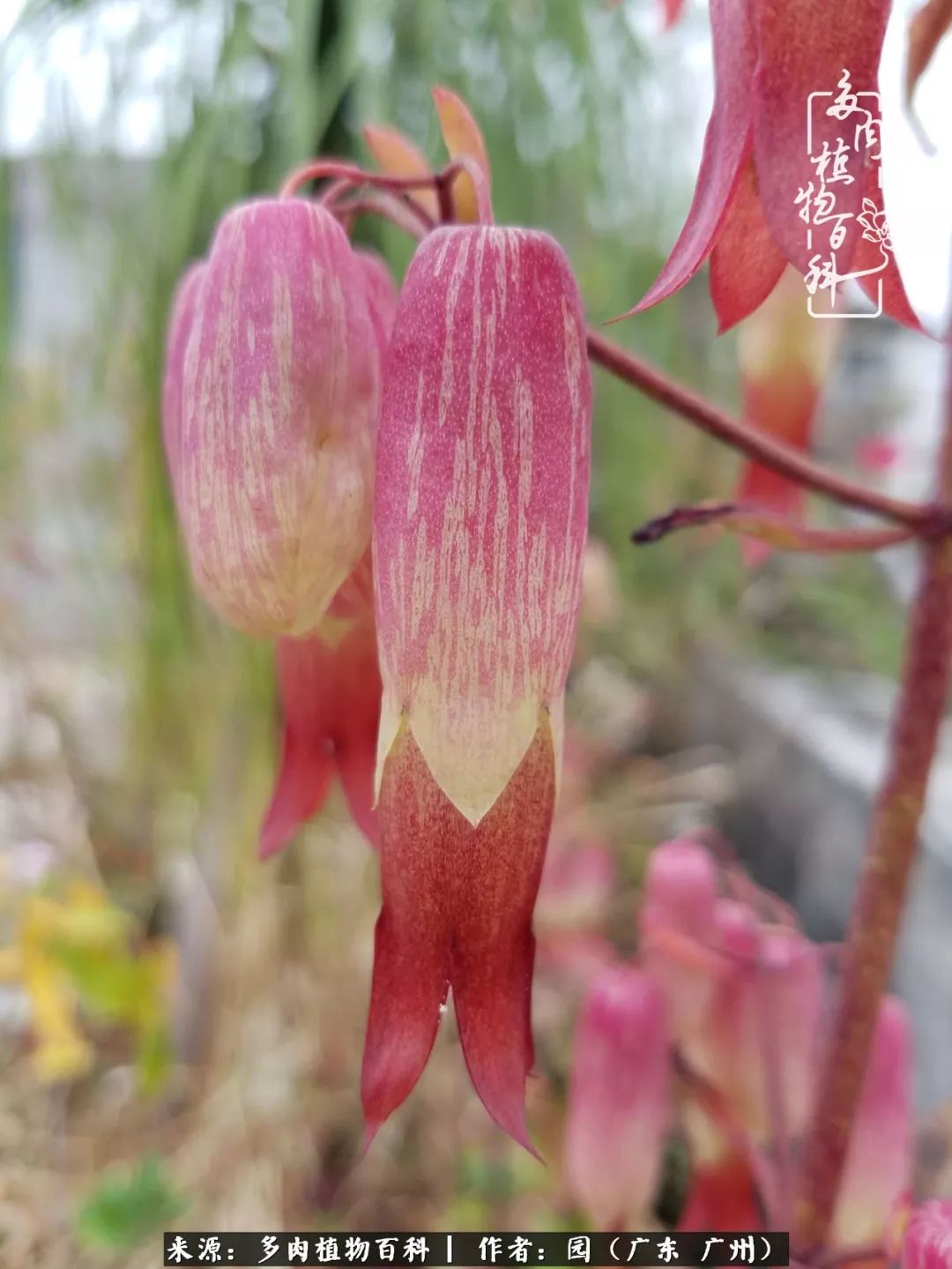 多肉粉色仙人球开花图片,开花最好看的多肉仙人球