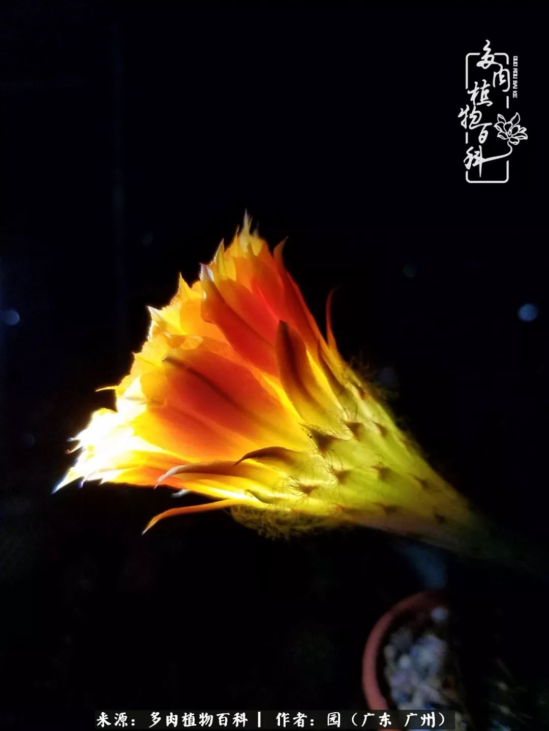 多肉粉色仙人球开花图片,开花最好看的多肉仙人球