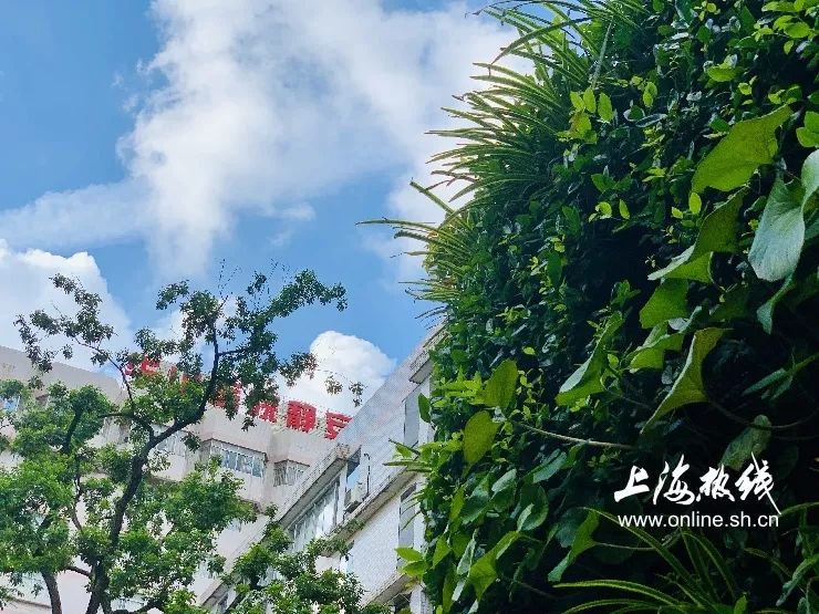 TA藏在静安，可能是市中心最袖珍公园，重温老上海的儿时记忆