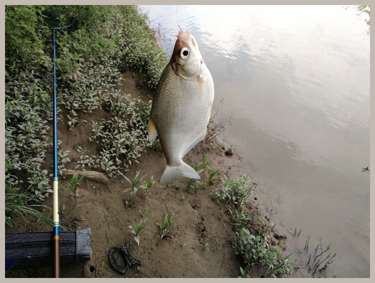 异地最后一次作钓，江鳊鱼获全部送邻居