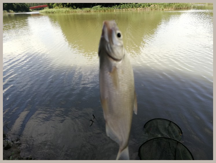 异地最后一次作钓，江鳊鱼获全部送邻居