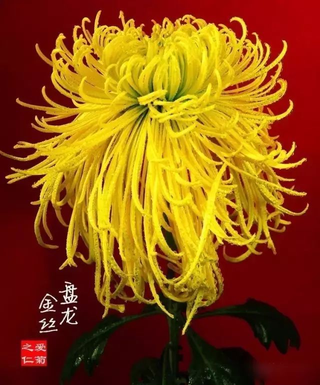 世界最美菊花图整整80种太珍贵了,世界上最美的菊花叫什么名字