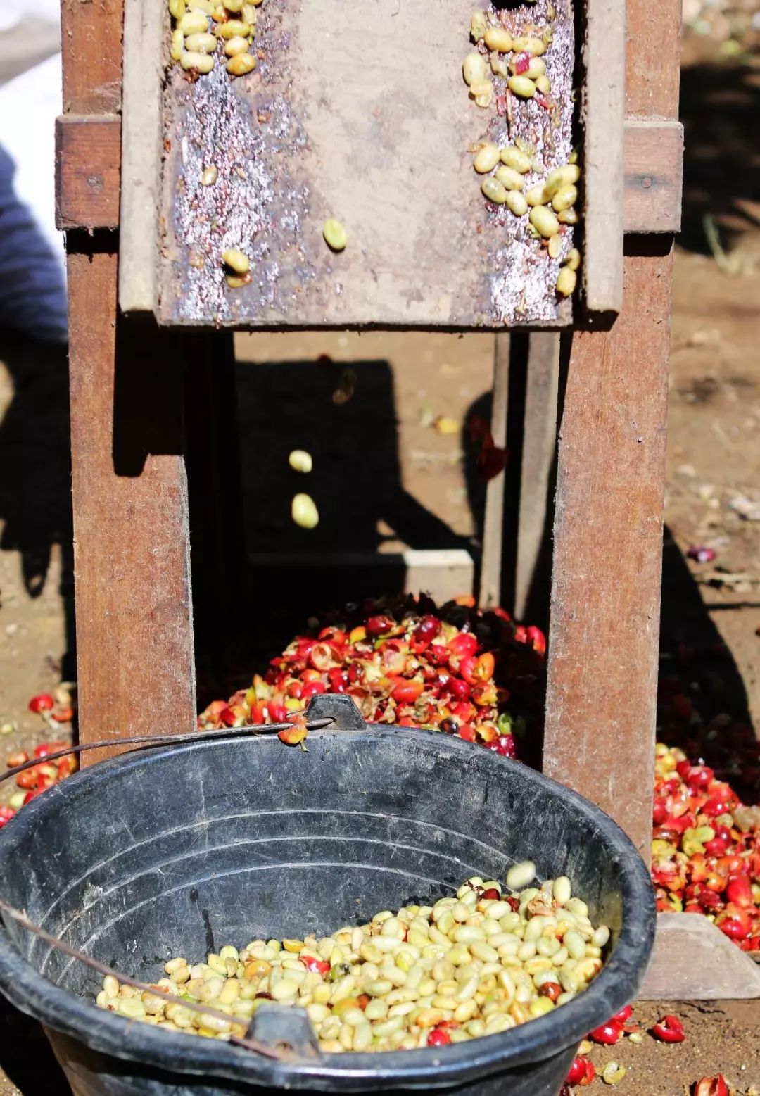 咖啡亲身体验制作过程,咖啡采摘方式及具体操作过程