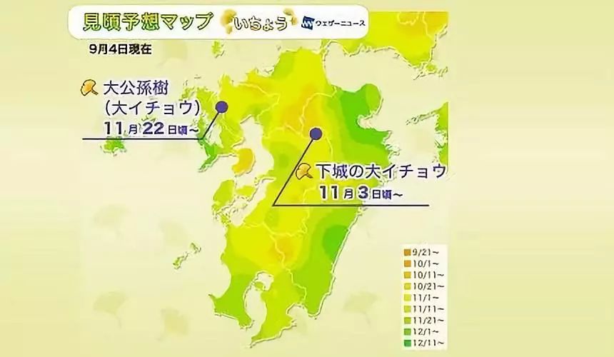 日本银杏叶保存,2019日本赏银杏