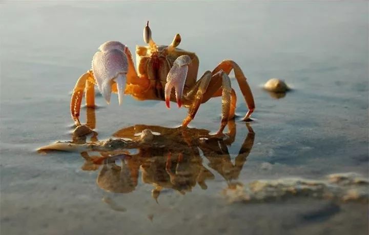 国家有什么螃蟹,国家保护的螃蟹有哪些