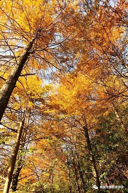 生态娄底美丽家园——【壮丽70年奋斗新时代】娄底首届风光摄影作品展览生态小品作品选登
