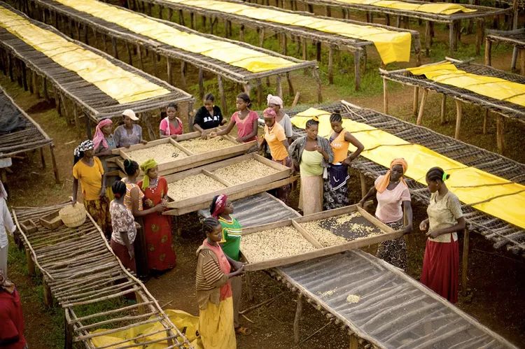 怎么选咖啡种类,咖啡入门怎么选