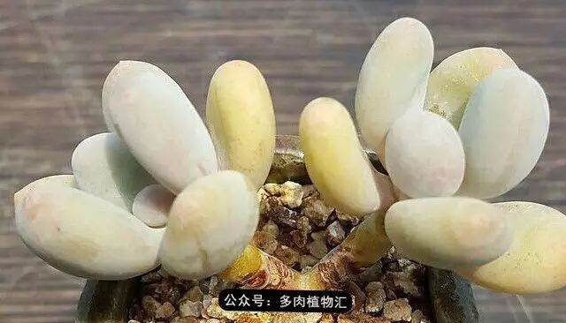 干奶酪怎么挑,奶酪如何挑选品牌