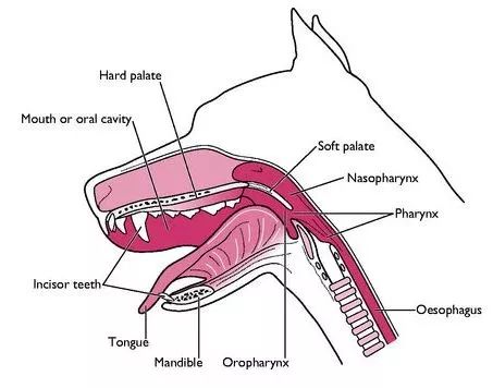 狗狗舌头的秘密居然有7个,汪星人有哪些秘密