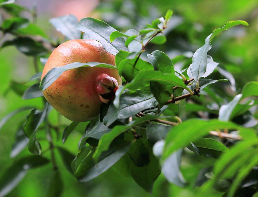 什么水果干果降血压效果最好最快,哪种水果有降血压的功效蚂蚁庄园